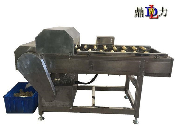 糯玉米切段机厂家